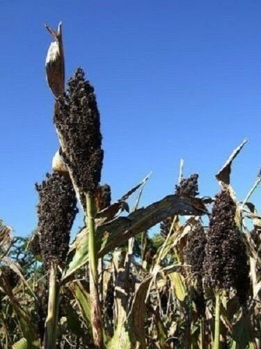 Jammas5 50 BLACK AMBER CANE SORGHUM / SUGAR CANE Sorghum Bicolor Seeds *Comb S/H