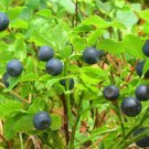 Jammas5 20 BILBERRY Fruit Shrub European Blueberry Vaccinium Myrtillus Seeds + Free Gift