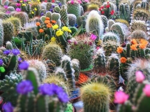 Jammas5 50 CACTUS MIX 'FINEST MIXED' Succulent Flower Seeds + Gift & Comb S/H