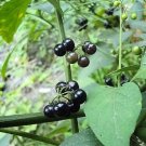 Jammas5 100 WONDERBERRY aka Sunberry Solanum Burbankii Fruit Berry Shrub Seeds *Comb S/H