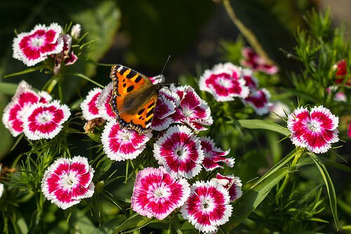 Jammas5 50 HOLBORN GLORY DIANTHUS Barbatus Red & White Flower Seeds *Comb S/H & FreeGift