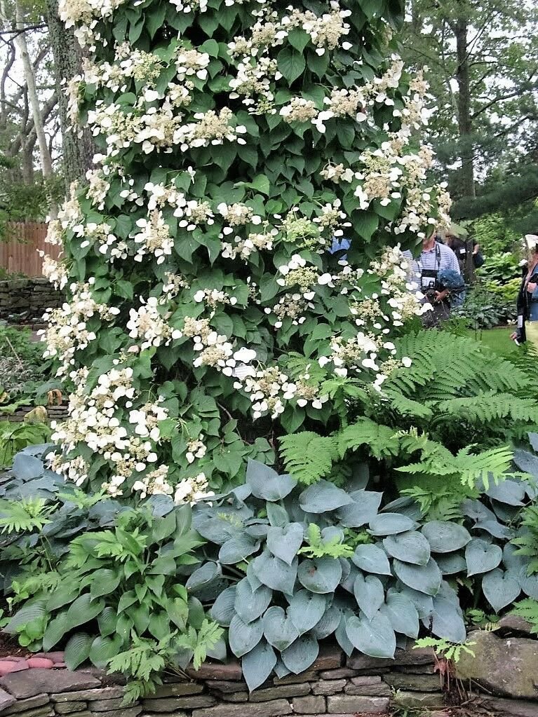 Jammas5 50 JAPANESE HYDRANGEA VINE White Flower Schizophragma Hydrangeoides Seeds + Gift