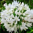 Jammas5 25 WHITE LILY OF THE NILE Agapanthus Orientalis African Lily Flower Seeds FlatSH