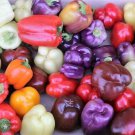 Jammas5 25 ROUMANIAN RAINBOW Bell PEPPER Heirloom White Orange Red Capsicum Annuum Seeds