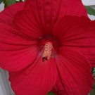 Jammas5 10 LUNA RED HARDY HIBISCUS Moscheutos Flower Small Bush Seeds + Gift & Comb S/H