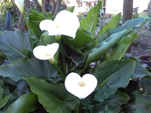 Jammas5 25 WATER ARUM Water Dragon Wild Calla Palustris Wetland White Flower Seeds +Gift