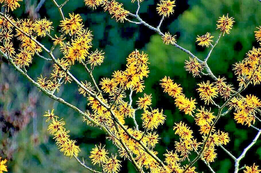 Jammas5 25 American WITCH HAZEL Hamamelis Virginiana Alder Shrub Tree Yellow Flower Seed