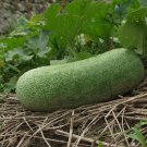 Jammas5 20 WAX GOURD Winter Melon White Ash Benincasa Hispida Vegetable Seeds *Comb S/H