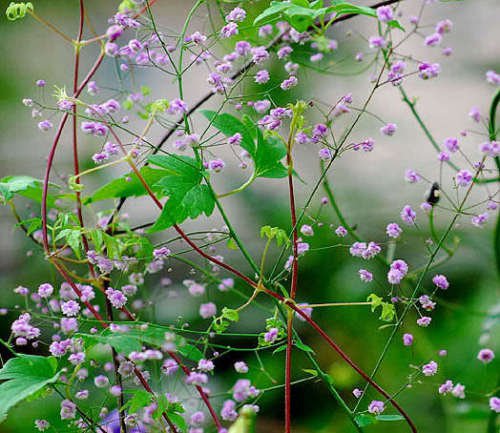Jammas5 5 CHINESE MEADOW RUE Pink Yunnan Thalictrum Dipterocarpum Delavayi Flower Seeds
