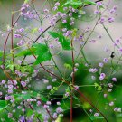 Jammas5 5 CHINESE MEADOW RUE Pink Yunnan Thalictrum Dipterocarpum Delavayi Flower Seeds