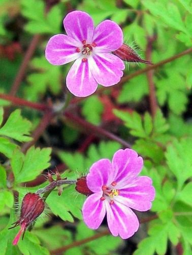 Jammas5 30 Herb ROBERT GERANIUM Robertianum Cranesbill Pink Shade Flower Seeds *FlatShip