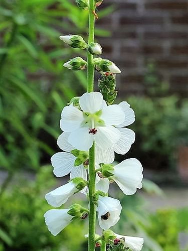 Jammas5 50 WHITE CHECKERMALLOW Sidalcea Candida Prairie Checkerbloom Flower Seeds + Gift