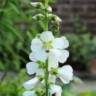Jammas5 50 WHITE CHECKERMALLOW Sidalcea Candida Prairie Checkerbloom Flower Seeds + Gift