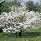 Jammas5 10 American WHITE FLOWERING DOGWOOD Small Tree Cornus Florida Southern Seeds