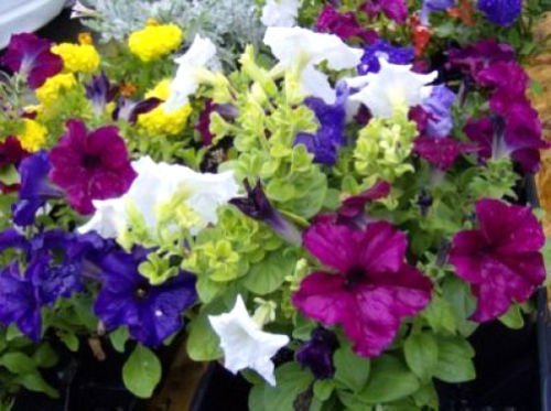 Jammas5 250 MIXED COLORS PETUNIA Flower Seeds + Free Gift & Comb S/H