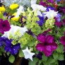 Jammas5 250 MIXED COLORS PETUNIA Flower Seeds + Free Gift & Comb S/H