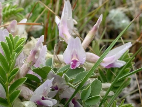 Jammas5 10 GROUND PLUM Flower Cover Ground Plum Milkvetch Astragalus Crassicarpus Seeds