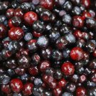 Jammas5 100 GARDEN HUCKLEBERRY Ground Cherry Solanum Melanocerasum Berry Fruit Bush Seed