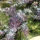 Jammas5 10 PURPLE ACACIA Baileyana Purpurea Fernleaf Mimosa Tree Yellow Flower Seeds