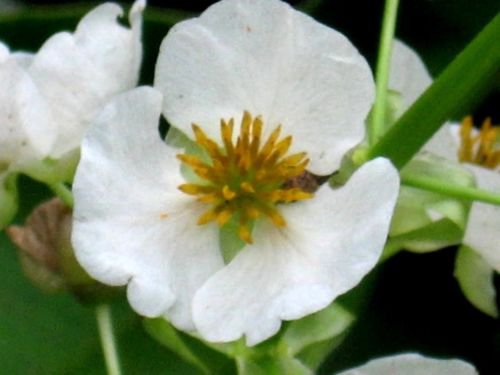 Jammas5 500 White Broadleaf ARROWHEAD Sagittaria Latifolia POND WETLAND Flower Seeds