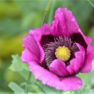 Jammas5 1000 HUNGARIAN BREADSEED POPPY Papaver Purple Blue Flower Seeds *Flat Shipping