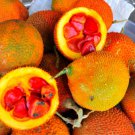 Jammas5 2 GAC FRUIT Gac Melon Vine Momordica Cochinchinensis Seeds *Combined Shipping!