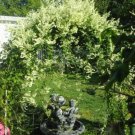 Jammas5 20 SILVER LACE VINE Polygonum Aubertii Silverlace White Flower Seeds *Comb S/H