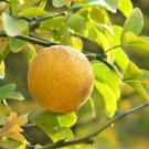 Jammas5 5 HARDY ORANGE TREE Trifoliate Citrus Trifoliata Poncirus Fruit Flower Seeds