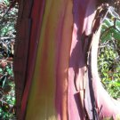 Jammas5 10 PACIFIC MADRONE TREE Bearberry Red Arbutus Menziesii Oregon Laurel Seeds