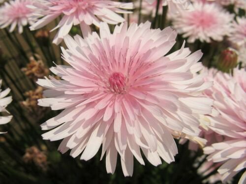 Jammas5 25 PINK HAWKSBEARD Crepis Rubra Flower Seeds Everlasting Daisy Two Tone Double