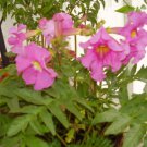 Jammas5 10 Cheron PINK WINTER HARDY GLOXINIA Incarvillea Delavayi Flower Seeds *Comb S/H