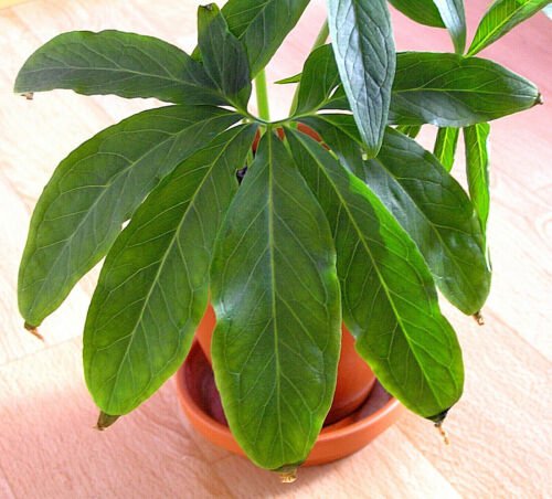 Jammas5 10 FanLeaf Chinese GREEN DRAGON Arum Pinellia Pedatisecta Houseplant Shade Seeds