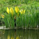Jammas5 10 Yellow SWAMP LANTERN Moist Lysichiton Americanus Skunk Cabbage Flower Seeds