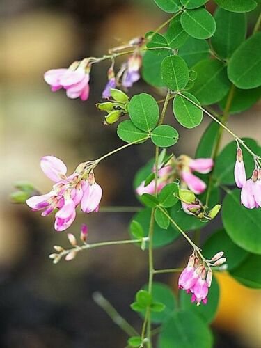 Jammas5 100 BUSH CLOVER Lespedeza Bicolor Bushclover Shrub Pink Purple Flower Seeds