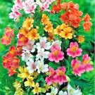 Jammas5 20 PERUVIAN LILY MIX Alstroemeria Dr Salters Flower Seeds *Comb S/H