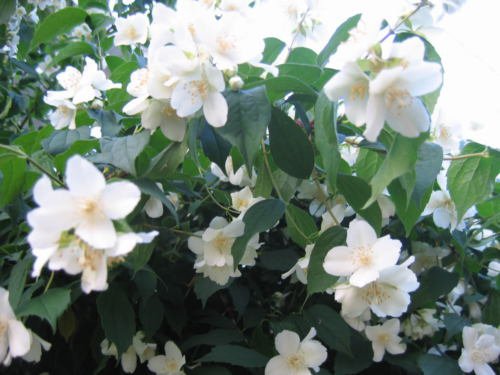Jammas5 20 MOCK ORANGE Sweet English Dogwood Philadelphus Coronarius Shrub Flower Seeds