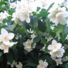 Jammas5 20 MOCK ORANGE Sweet English Dogwood Philadelphus Coronarius Shrub Flower Seeds