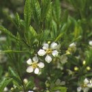Jammas5 5 CHERRY PRINSEPIA Chinese Sinensis Edible Red Fruit Tree Shrub Flower Seeds