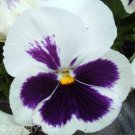 Jammas5 50 WHITE & PURPLE PANSY VIOLA Violet Flower Seeds + Gift & Comb S/H