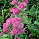 Jammas5 10 EMPEROR'S WAVE SEDUM Red Upright Telephium Succulent Flower Rock Garden Seeds