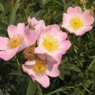 Jammas5 50 Pink DOG BRIER ROSE Bush Rosa Canina Victory Garden Fragrant Flower Seeds