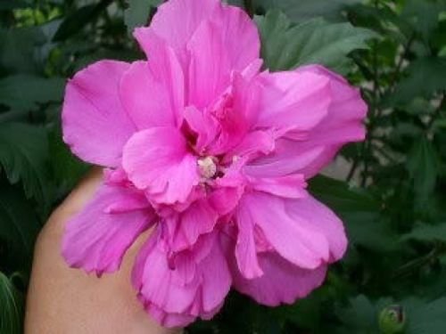 Jammas5 50 DARK PINK DOUBLE ROSE OF SHARON HIBISCUS Syriacus Flower Tree Bush Seeds