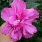 Jammas5 50 DARK PINK DOUBLE ROSE OF SHARON HIBISCUS Syriacus Flower Tree Bush Seeds
