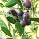 Jammas5 10 CANINO OLIVE TREE Olea Europaea Edible European Common Green Black Fruit Seed