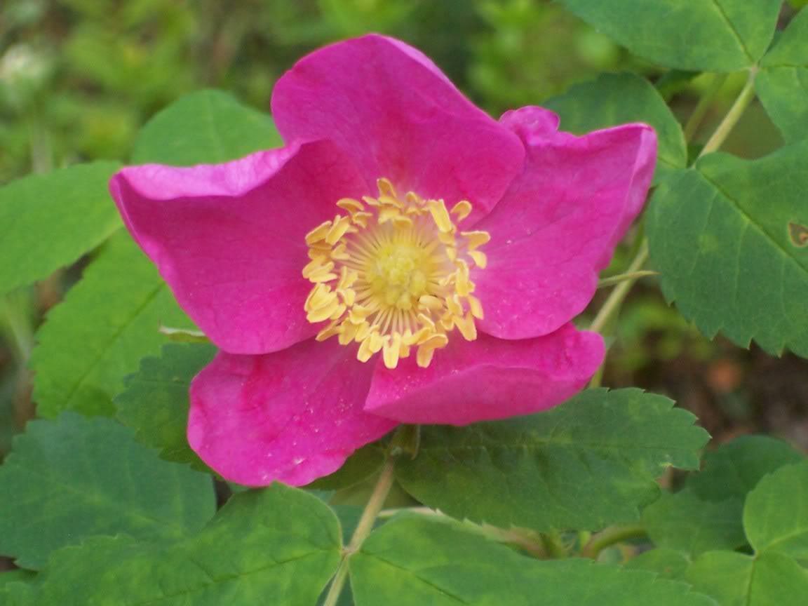 Jammas5 15 PRAIRIE ROSE Bright Pink Arkansas Rosa Arkansana Flower Seeds +Gift & CombS/H