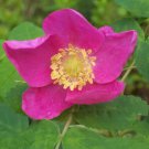 Jammas5 15 PRAIRIE ROSE Bright Pink Arkansas Rosa Arkansana Flower Seeds +Gift & CombS/H