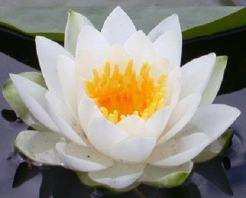 Jammas5 10 WHITE Lotus Nymphaea Ampla Asian WATER LILY Pad Flower Pond Seeds *Comb S/H