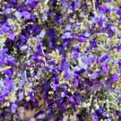 Jammas5 10 DESERT SMOKE TREE Psorothamnus Dalea Spinosa Shrub Indigo Blue Flower Seeds