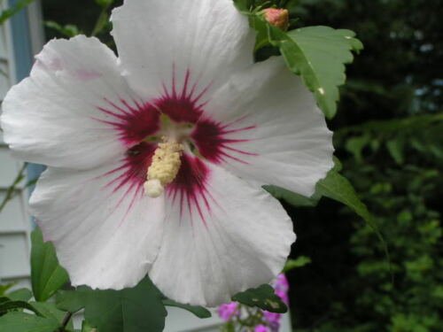 Jammas5 50 WHITE & HOT PINK ROSE OF SHARON HIBISCUS Syriacus Flower Tree Bush Seeds