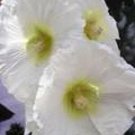 Jammas5 25 WHITE HOLLYHOCK Alcea Rosea Flower Seeds Perennial *Comb S/H + Free Gift